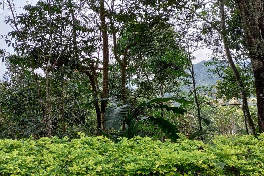 Coffee Camp Home Stay With Tree House Kattappana المظهر الخارجي الصورة