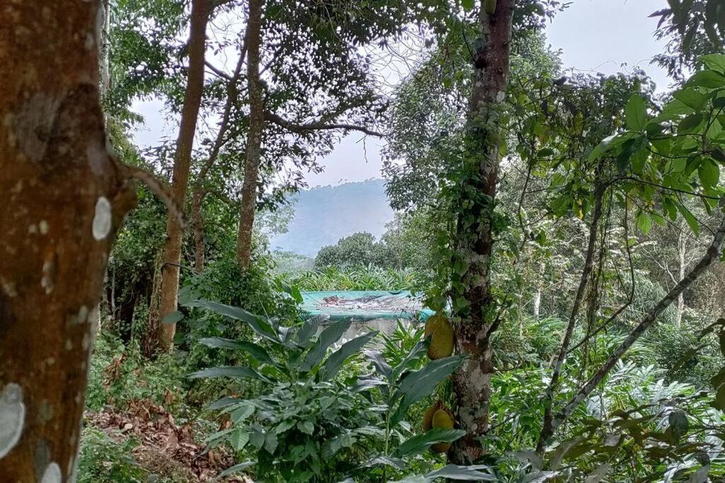 Coffee Camp Home Stay With Tree House Kattappana المظهر الخارجي الصورة