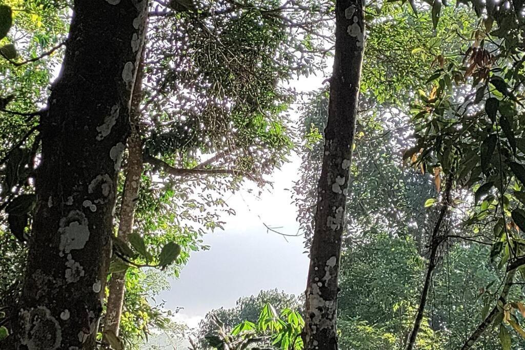 Coffee Camp Home Stay With Tree House Kattappana المظهر الخارجي الصورة