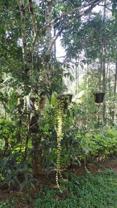 Coffee Camp Home Stay With Tree House Kattappana المظهر الخارجي الصورة