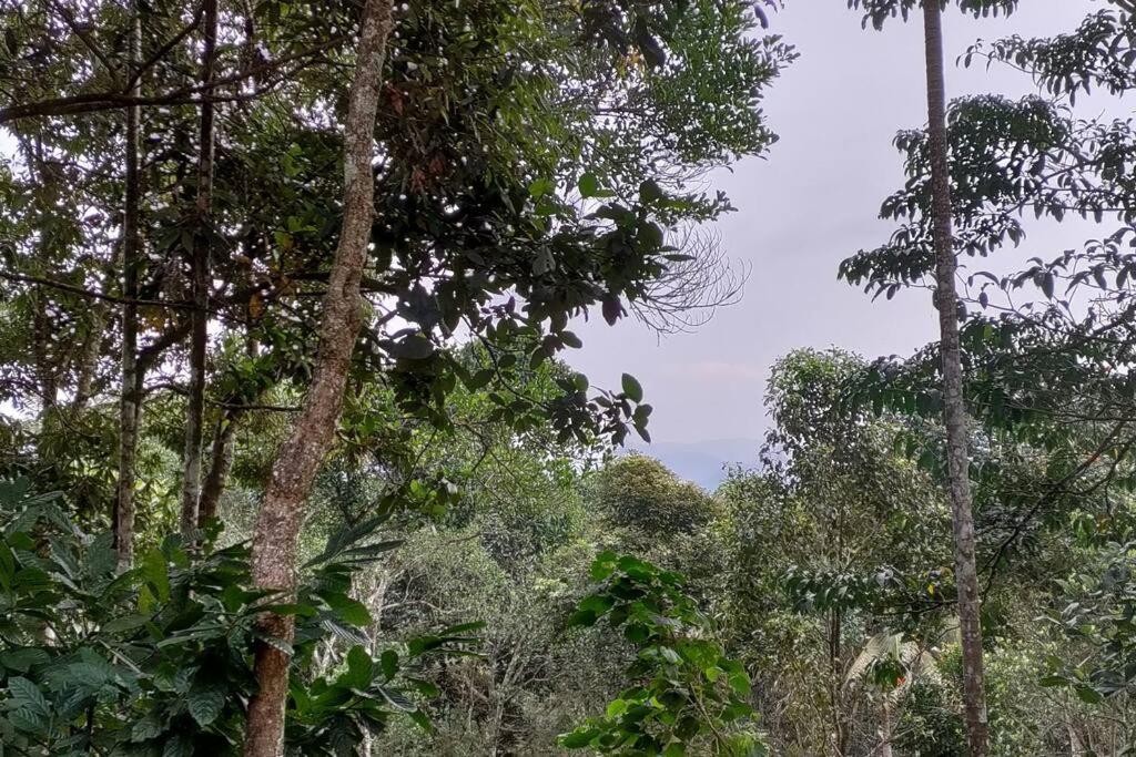 Coffee Camp Home Stay With Tree House Kattappana المظهر الخارجي الصورة