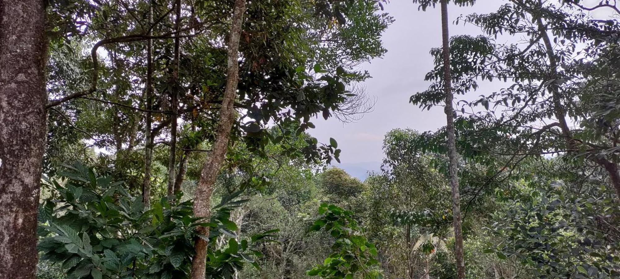 Coffee Camp Home Stay With Tree House Kattappana المظهر الخارجي الصورة