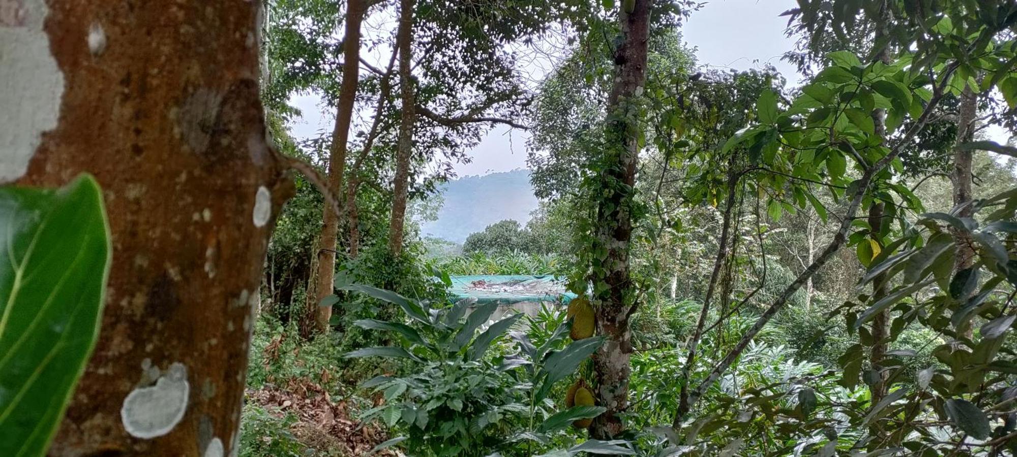 Coffee Camp Home Stay With Tree House Kattappana المظهر الخارجي الصورة